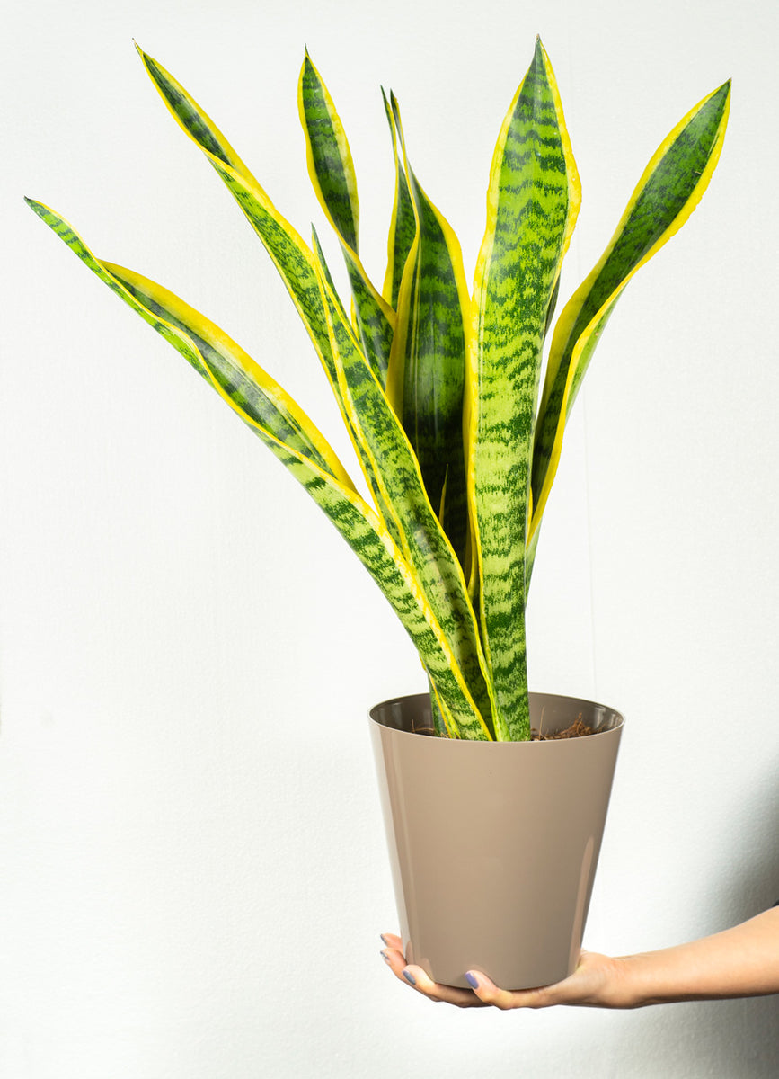 Sansevieria Laurentii – RacheleFiori